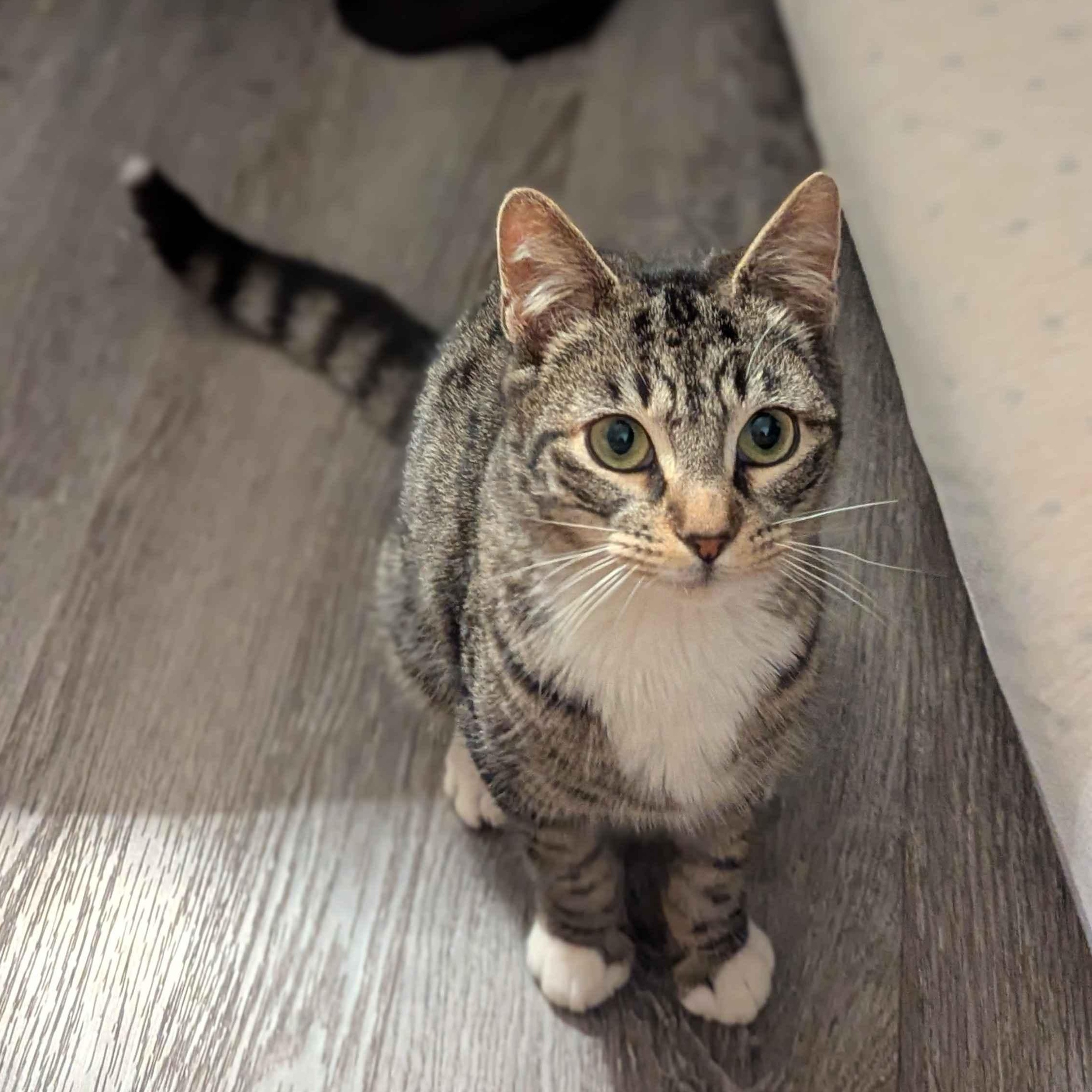 Kenobi, Adoptable, Kitten Male Domestic Short Hair.