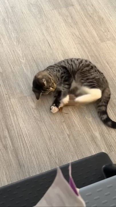 Enlarge Kenobi, a Adoptable Domestic Short Hair in Weehawken, NJ video 4/5