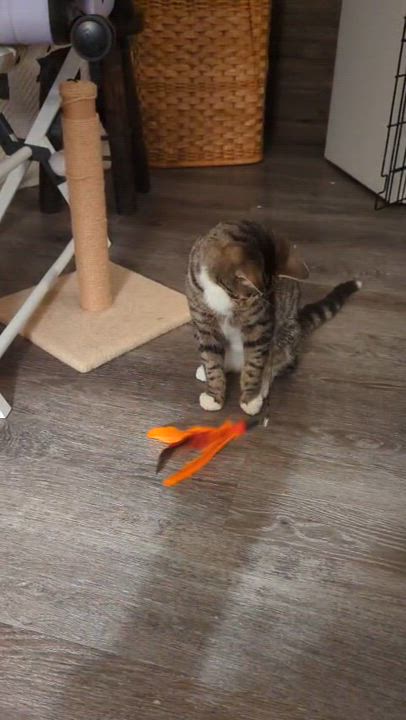 Enlarge Kenobi, a Adoptable Domestic Short Hair in Weehawken, NJ video 5/5