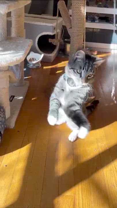 Enlarge Kenobi, an adopted Domestic Short Hair in Weehawken, NJ video 6/6