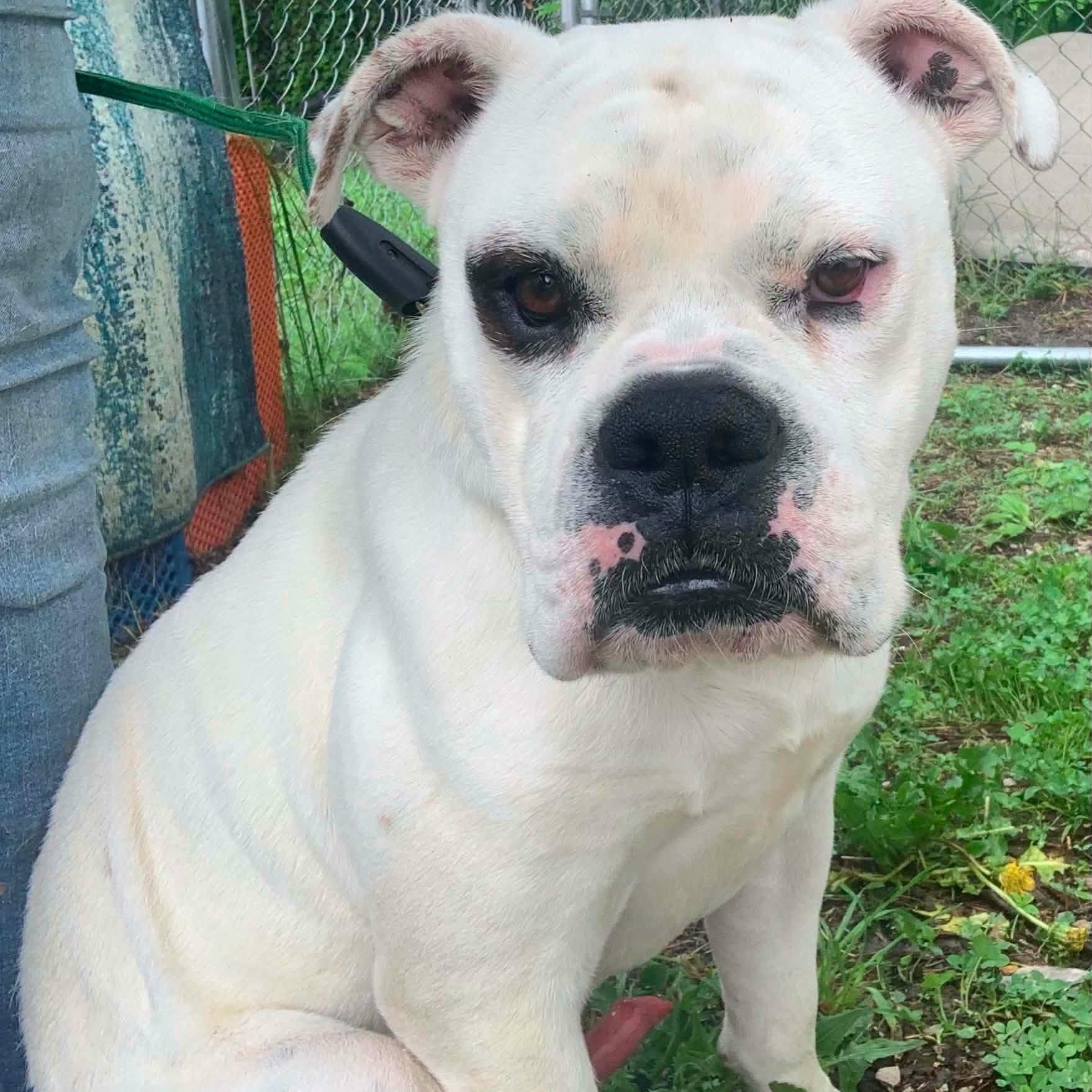 Mac, Adoptable, Adult Male American Bulldog.