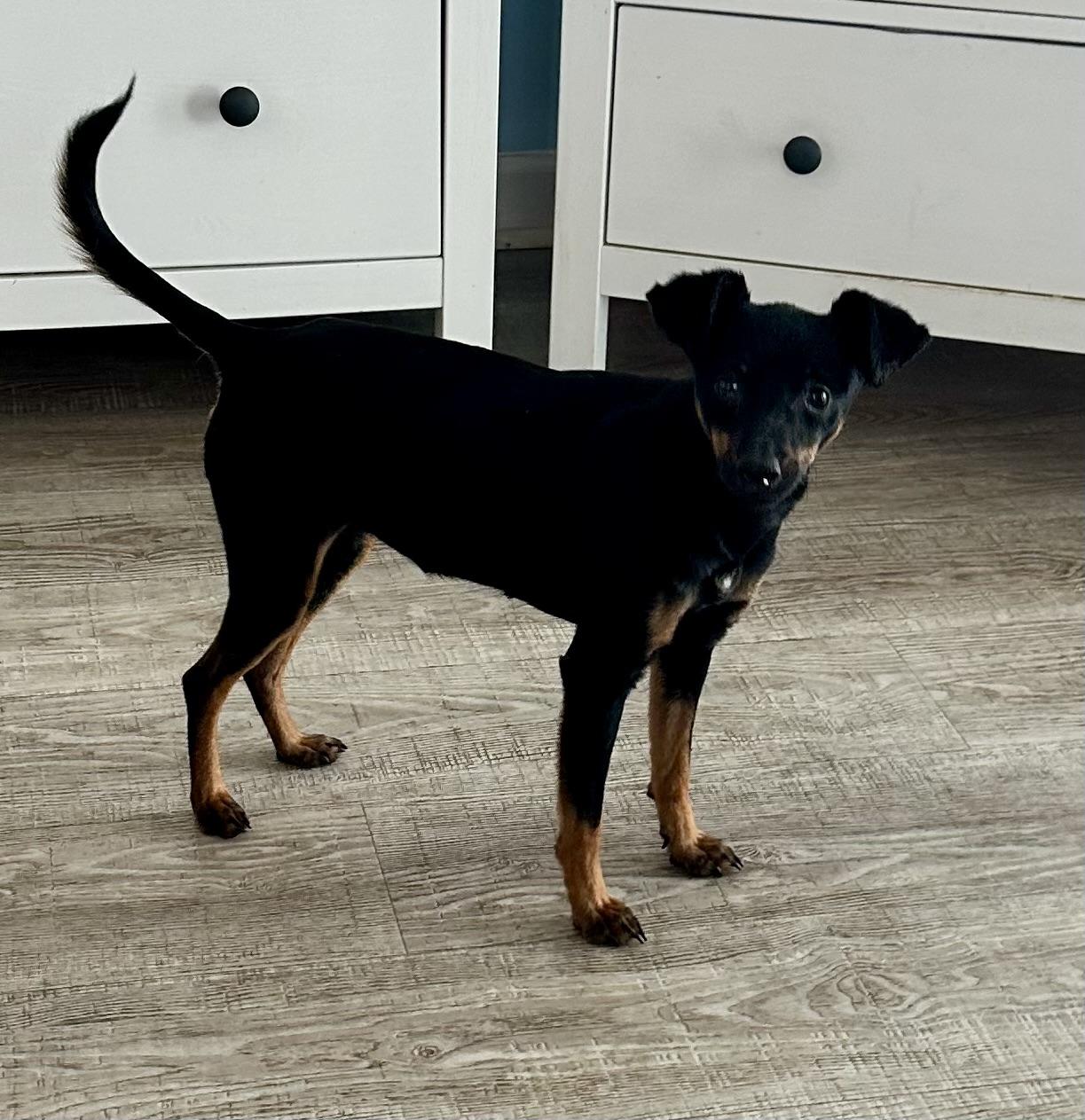 Enlarge Sophia, an adopted mixed breed in Palm Harbor, FL image 2/5