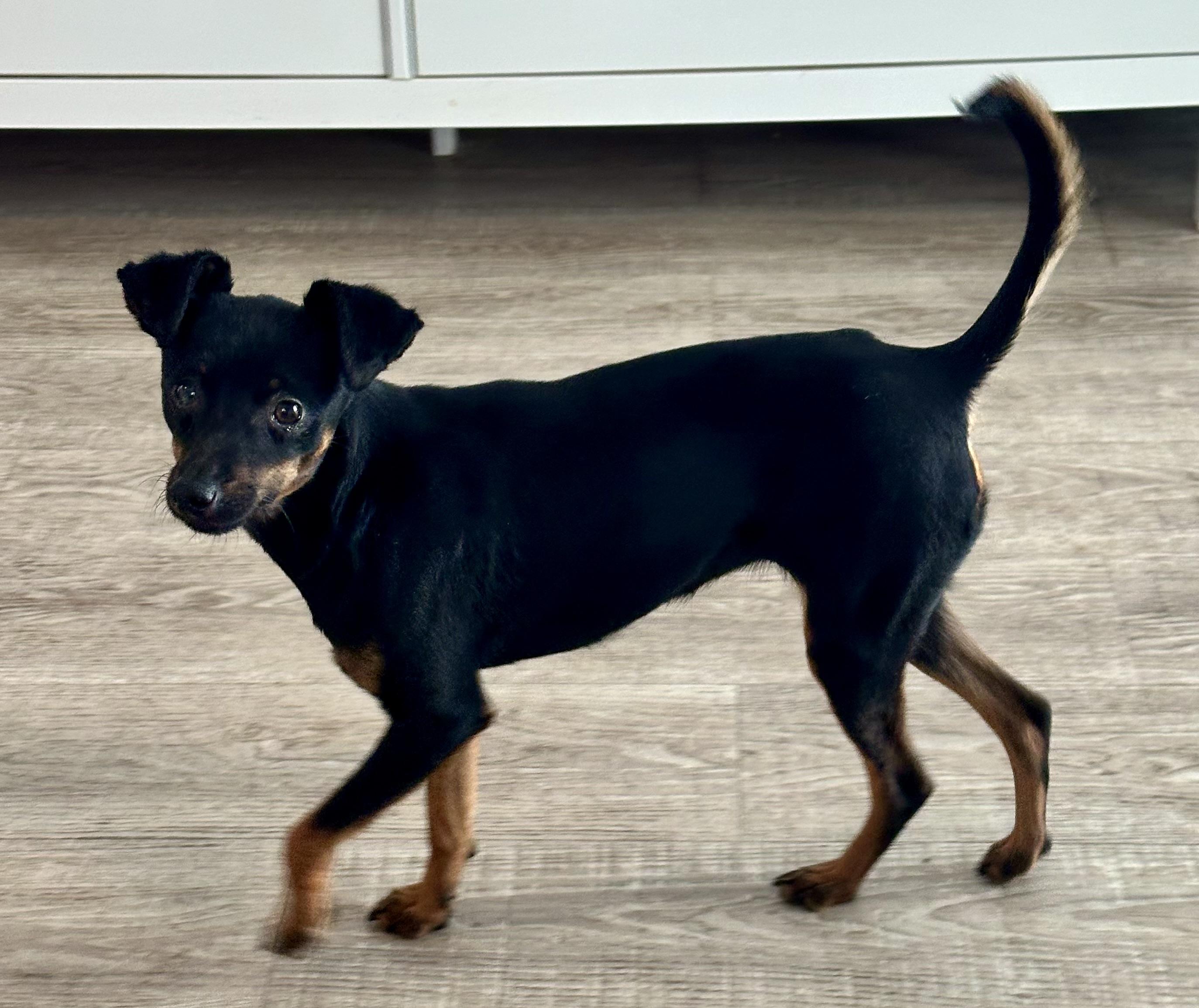 Enlarge Sophia, an adopted mixed breed in Palm Harbor, FL image 4/5