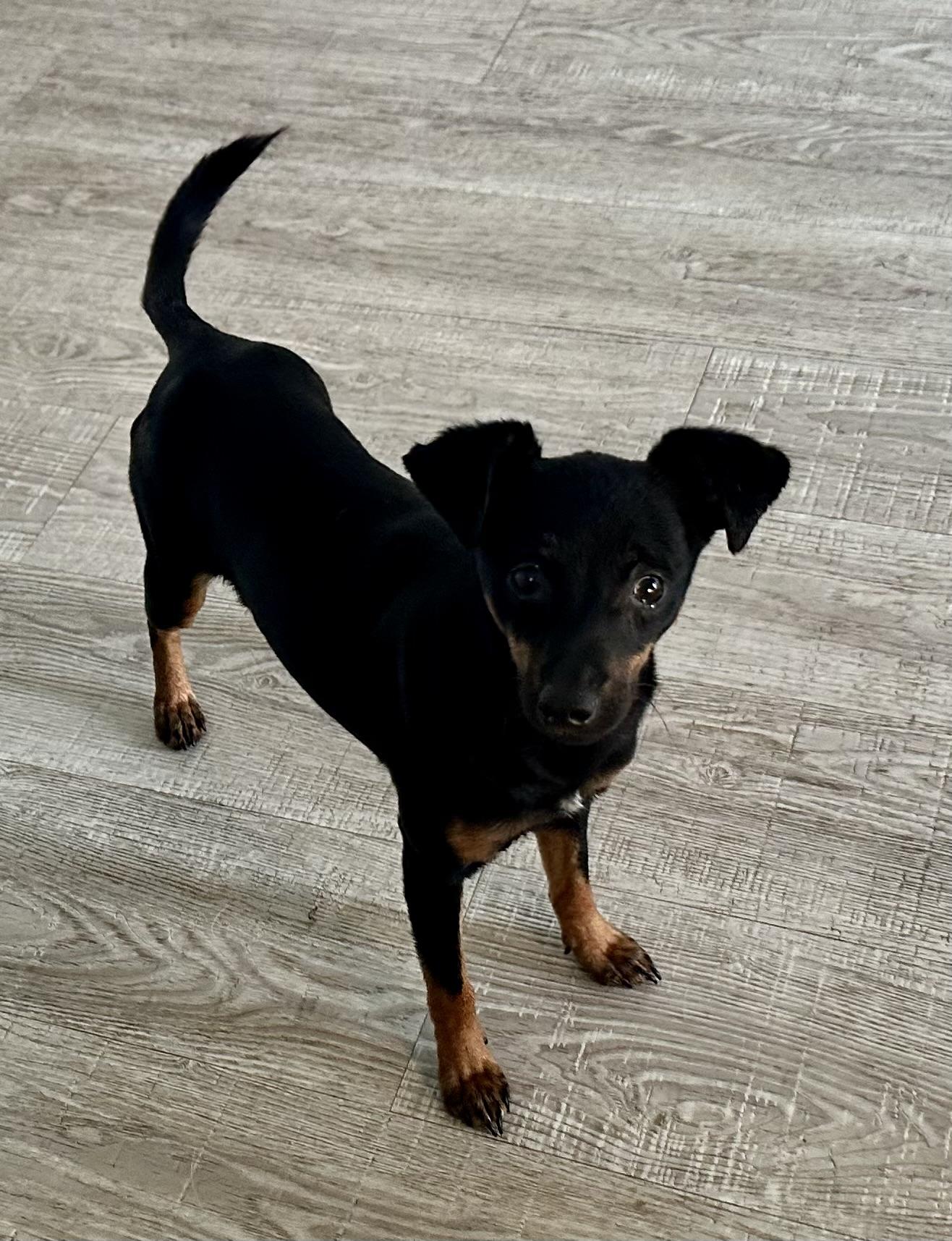 Enlarge Sophia, an adopted mixed breed in Palm Harbor, FL image 3/5