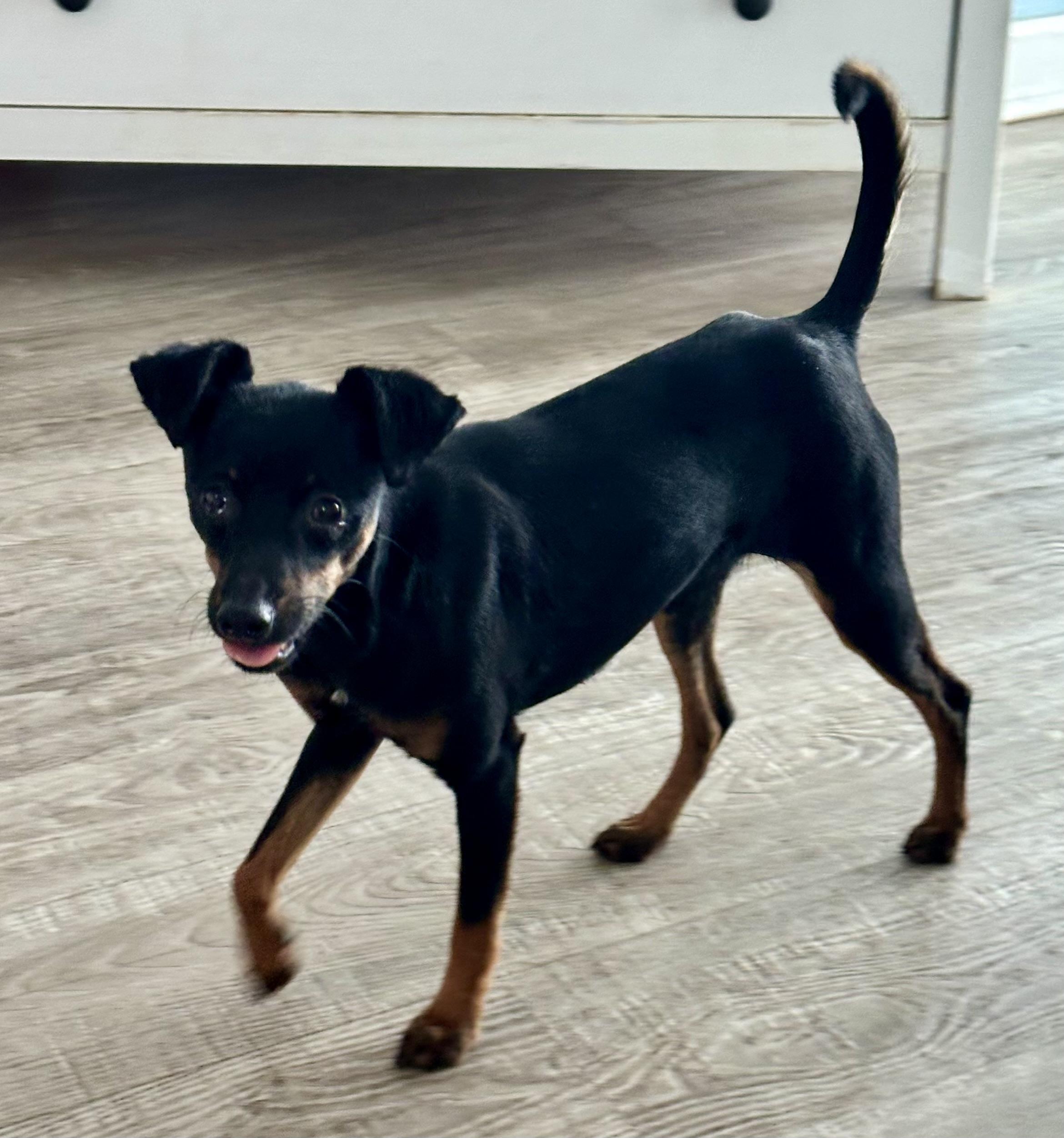 Sophia, adopted, Young Female Miniature Pinscher.