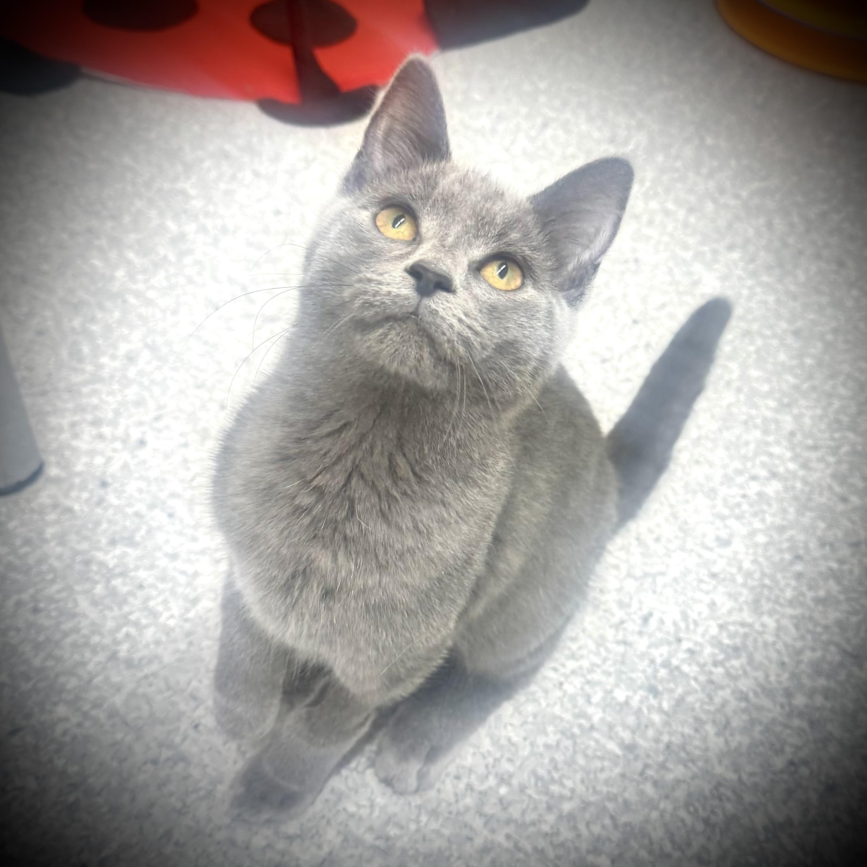 Enlarge Julia, an adopted Domestic Short Hair in Pottsville, PA image 2/4