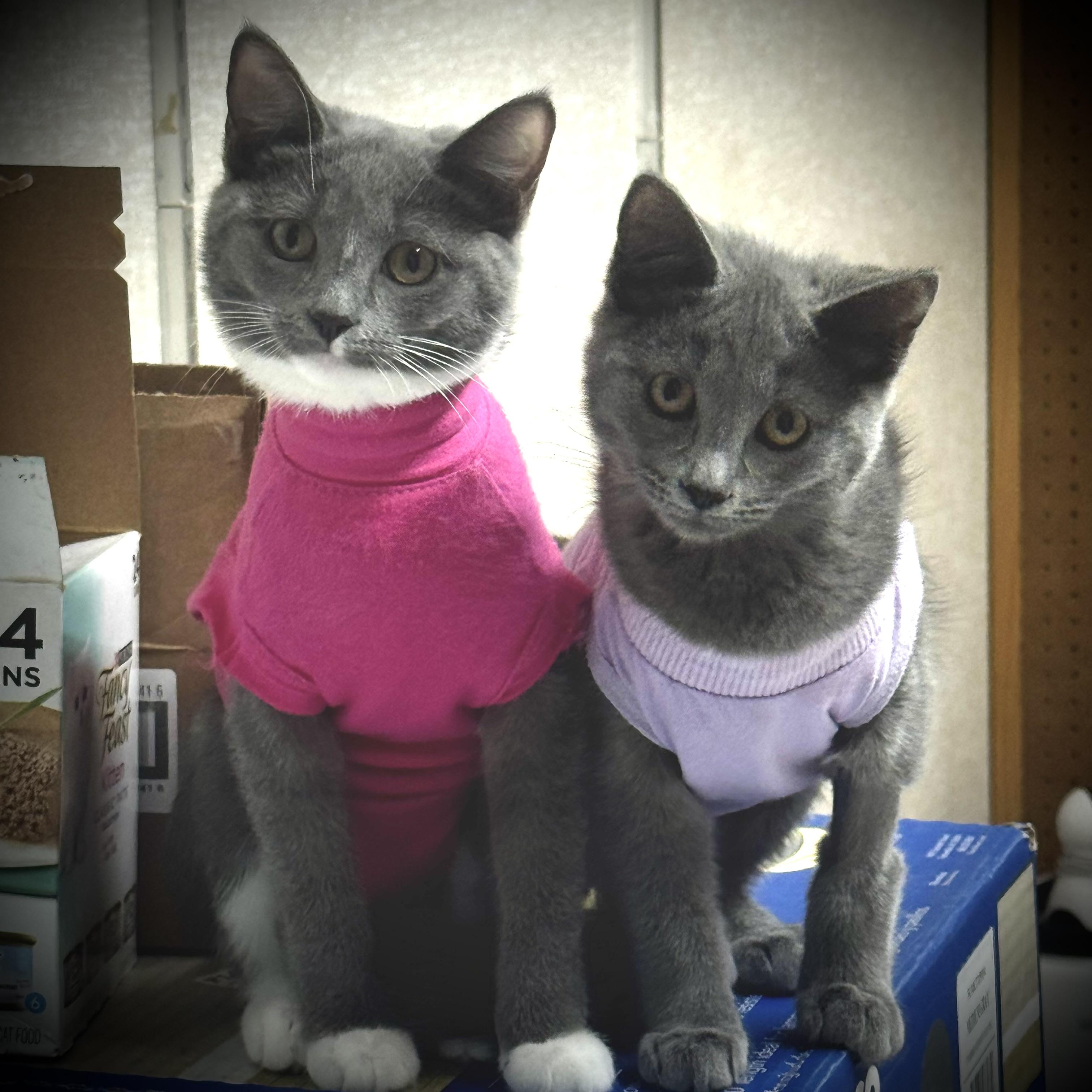 Enlarge Julia, an adopted Domestic Short Hair in Pottsville, PA image 3/4