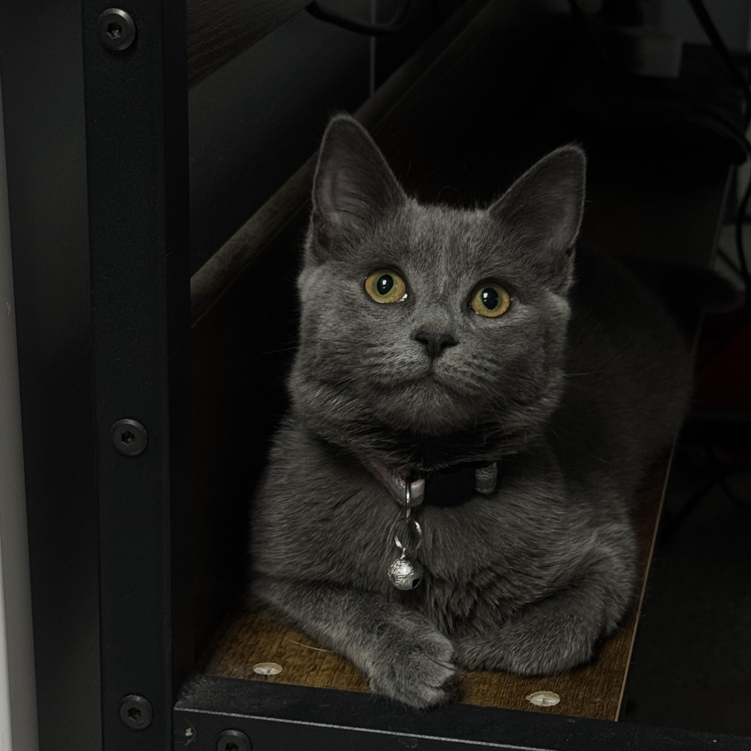 Julia, adopted, Young Female Domestic Short Hair.