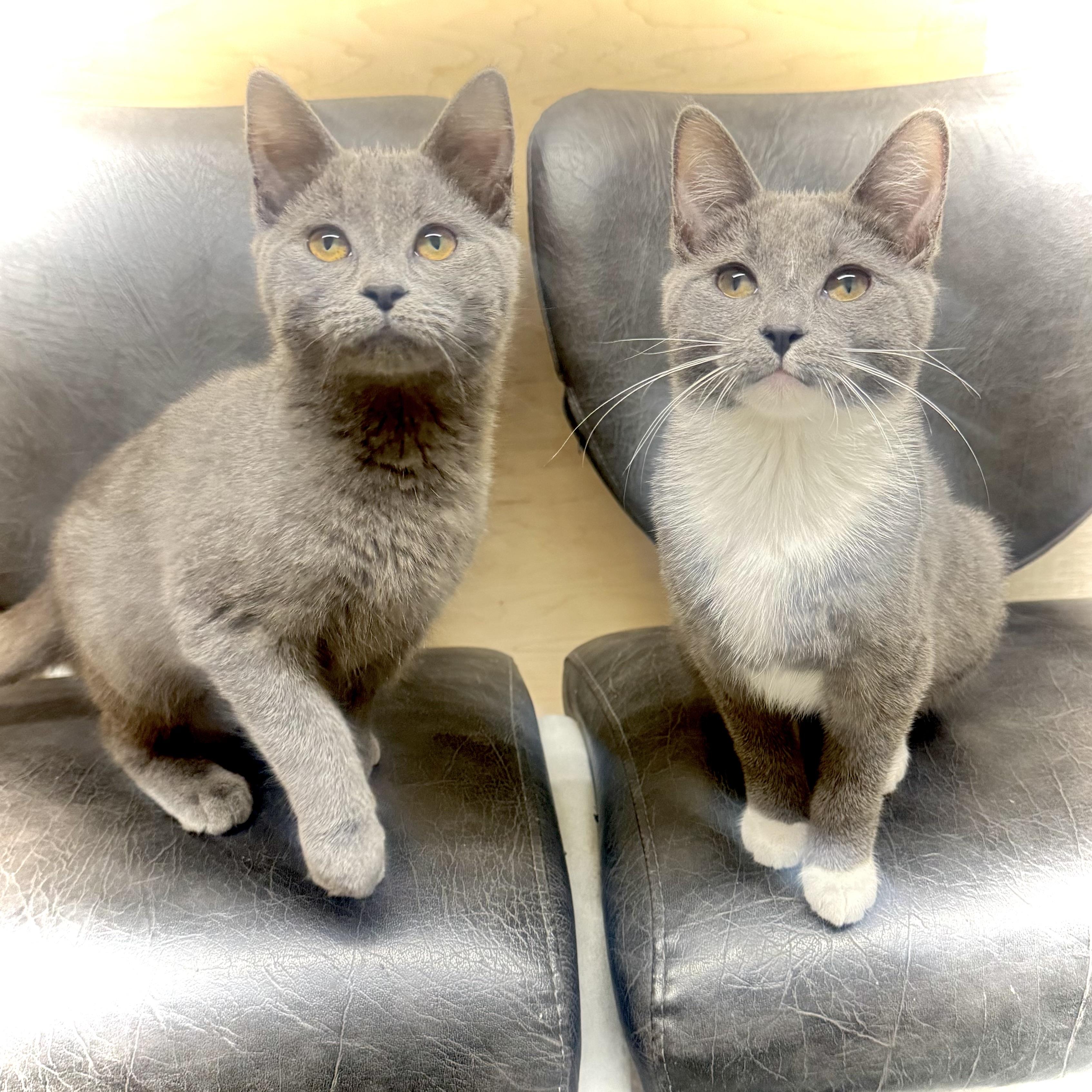 Enlarge Julia, an adopted Domestic Short Hair in Pottsville, PA image 4/4