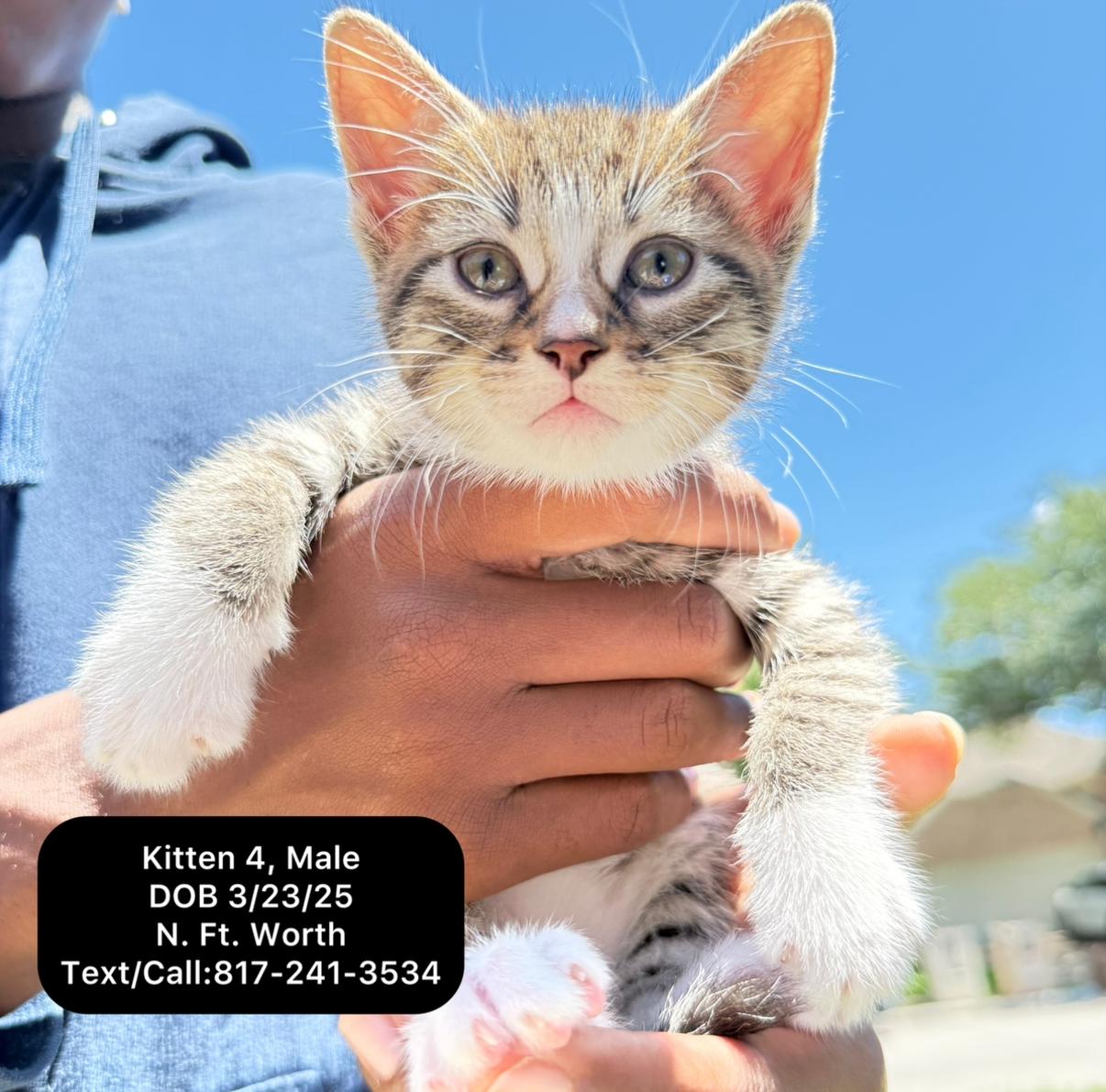 Kitten 4, Adopted, Kitten Male Tabby.