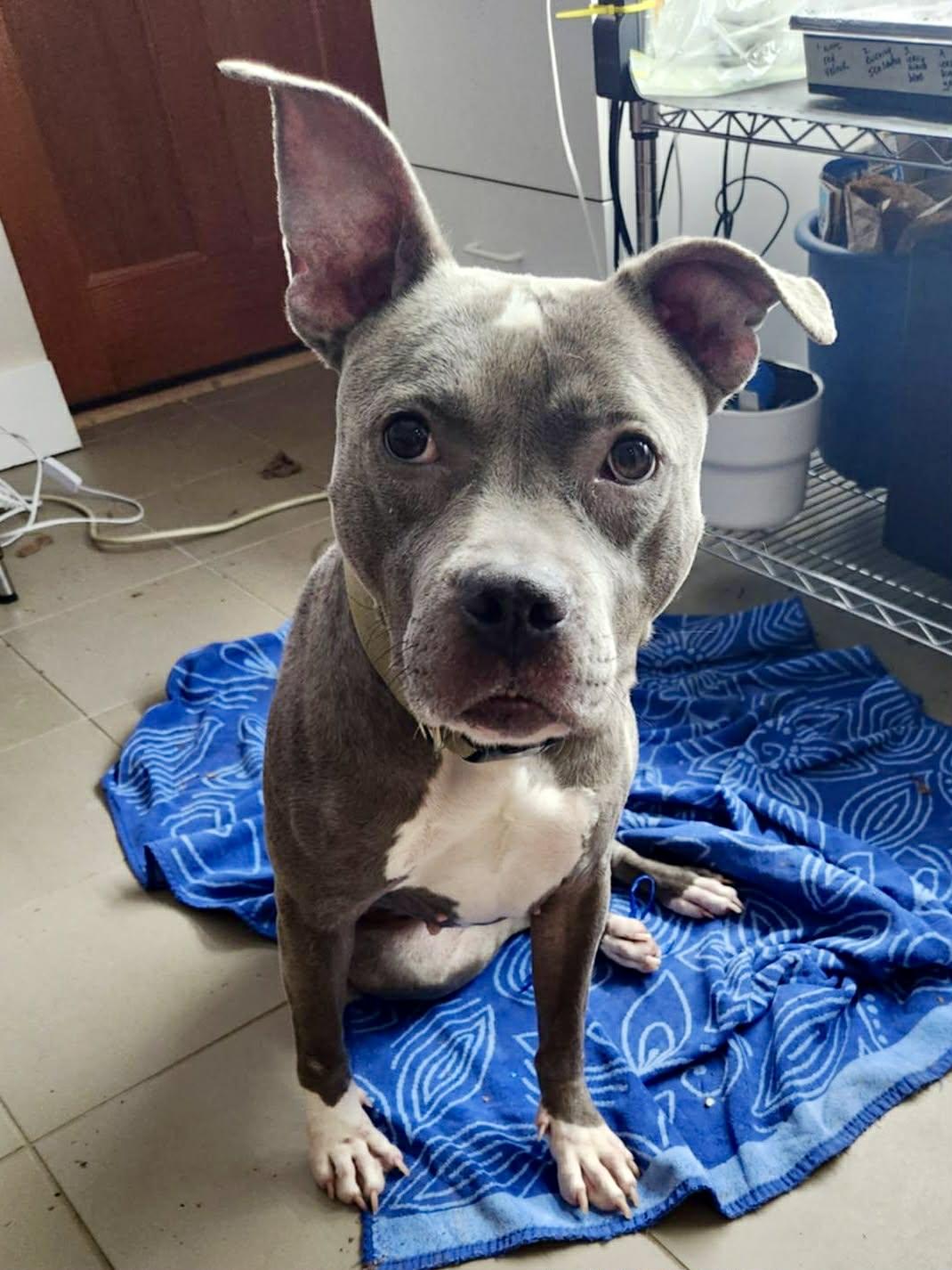 Enlarge Squash, a Adopted Pit Bull Terrier in Rockville, MD image 1/3