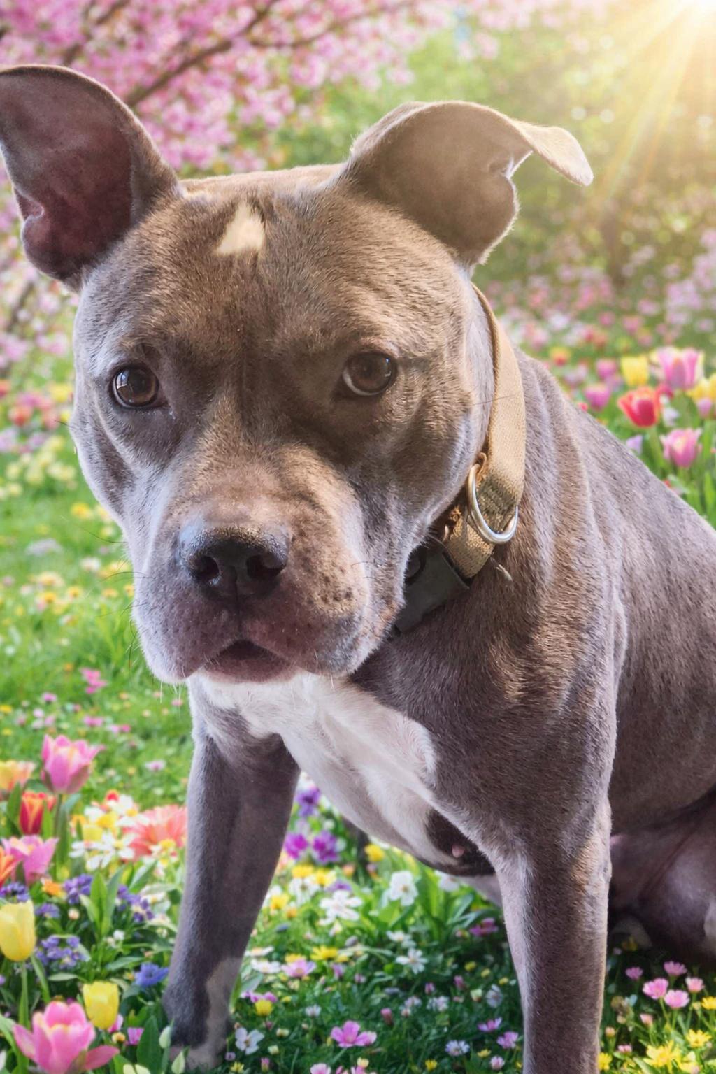 Enlarge Squash, a Adopted Pit Bull Terrier in Rockville, MD image 3/3