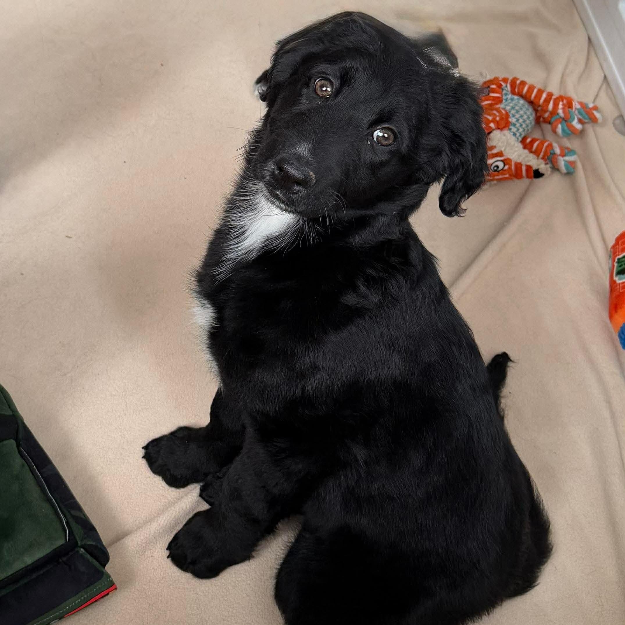 Enlarge Siren, an adopted mixed breed in Rochester, NY image 1/4