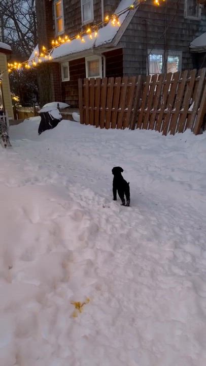 Enlarge Siren, an adopted mixed breed in Rochester, NY video 4/4