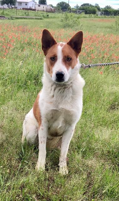 L.G. Little Guy, Adopted, Senior Male Australian Shepherd & Cattle Dog.