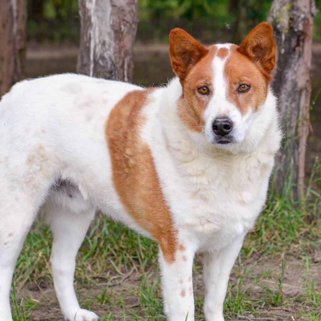 Enlarge L.G. Little Guy, a Adopted mixed breed in Quinlan, TX image 3/6