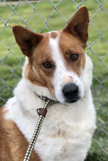 Enlarge L.G. Little Guy, a Adopted mixed breed in Quinlan, TX image 4/6