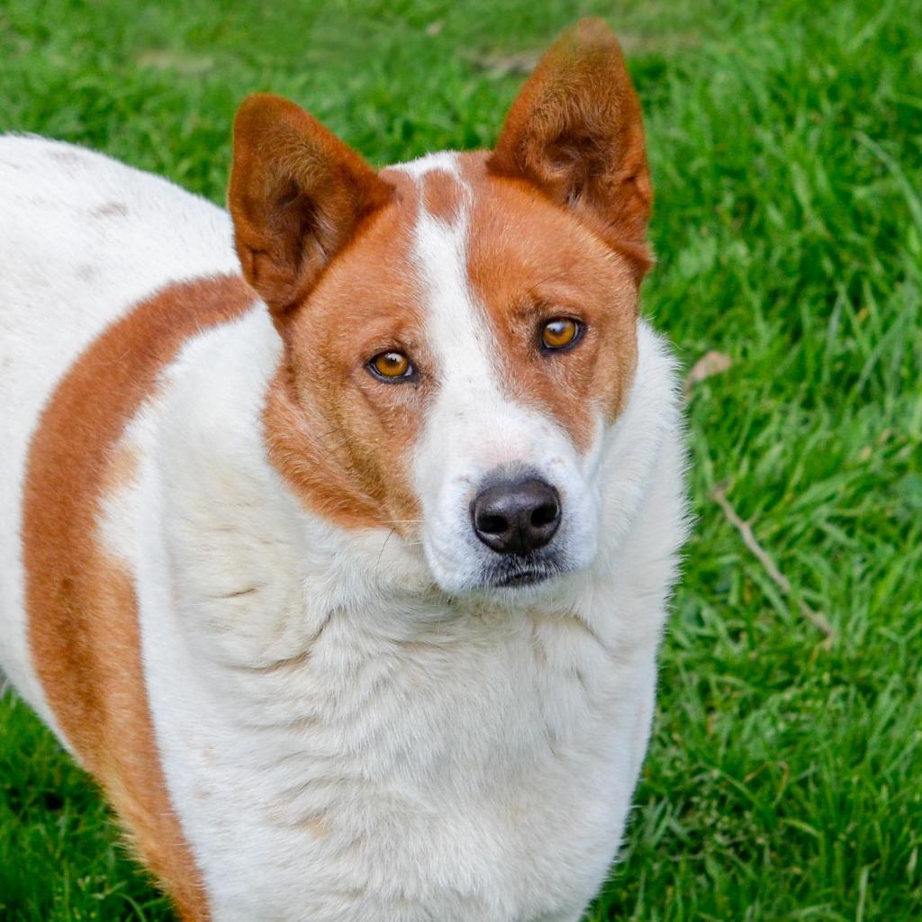 Enlarge L.G. Little Guy, a Adopted mixed breed in Quinlan, TX image 6/6