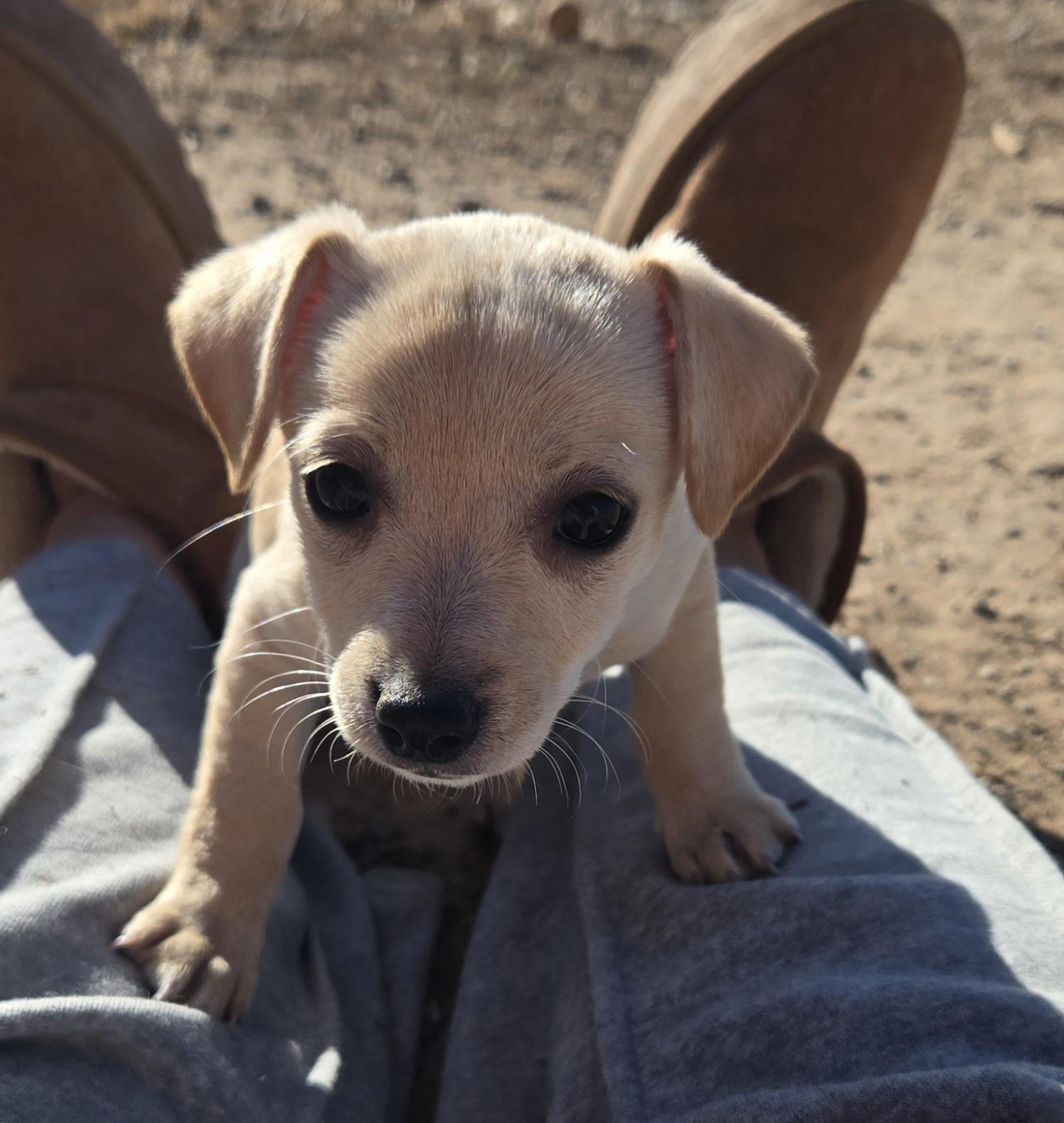 Enlarge **YAHTZEE, a ADOPTABLE mixed breed in Peralta, NM image 3/6