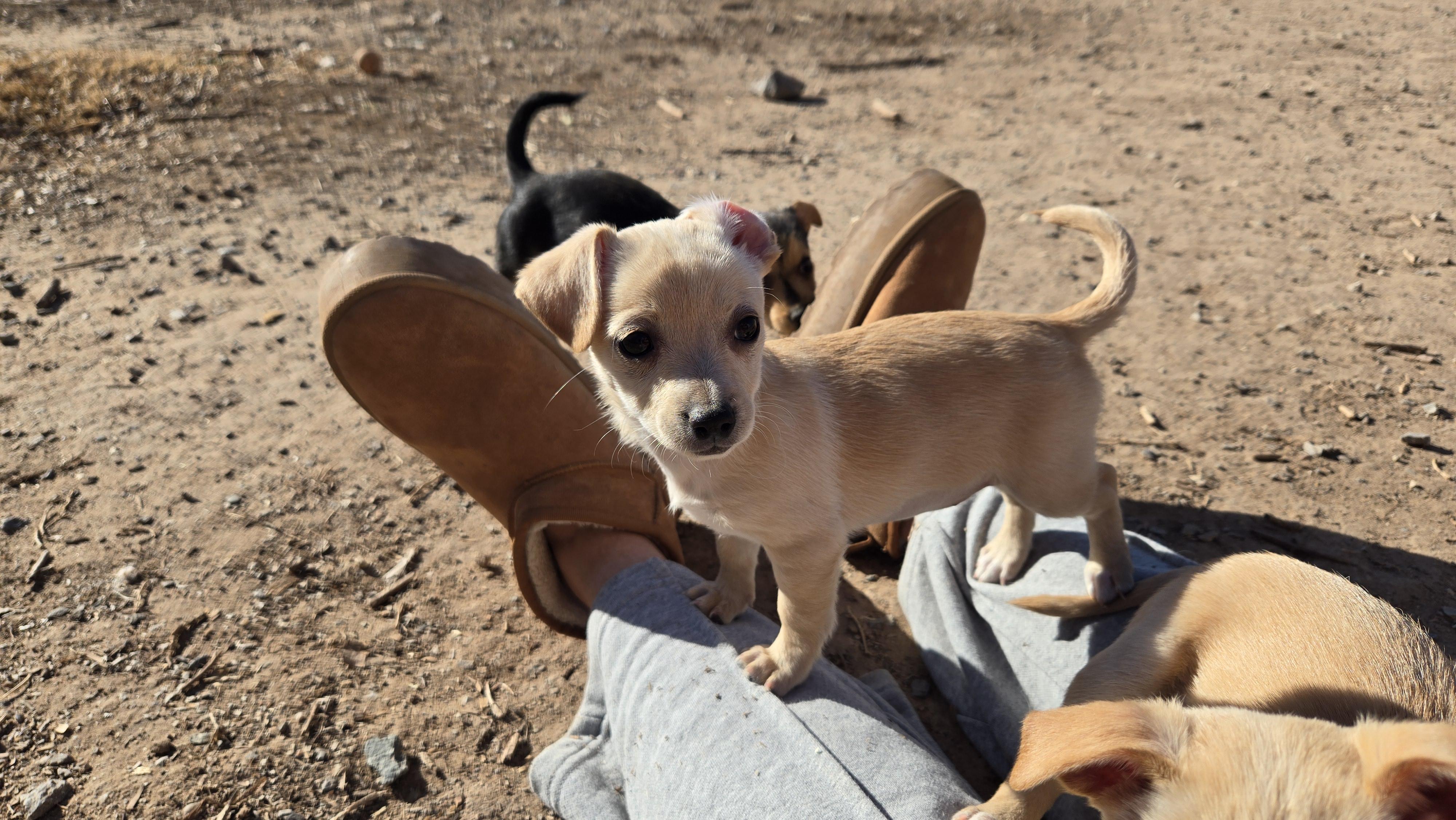 Enlarge **YAHTZEE, a ADOPTABLE mixed breed in Peralta, NM image 2/6
