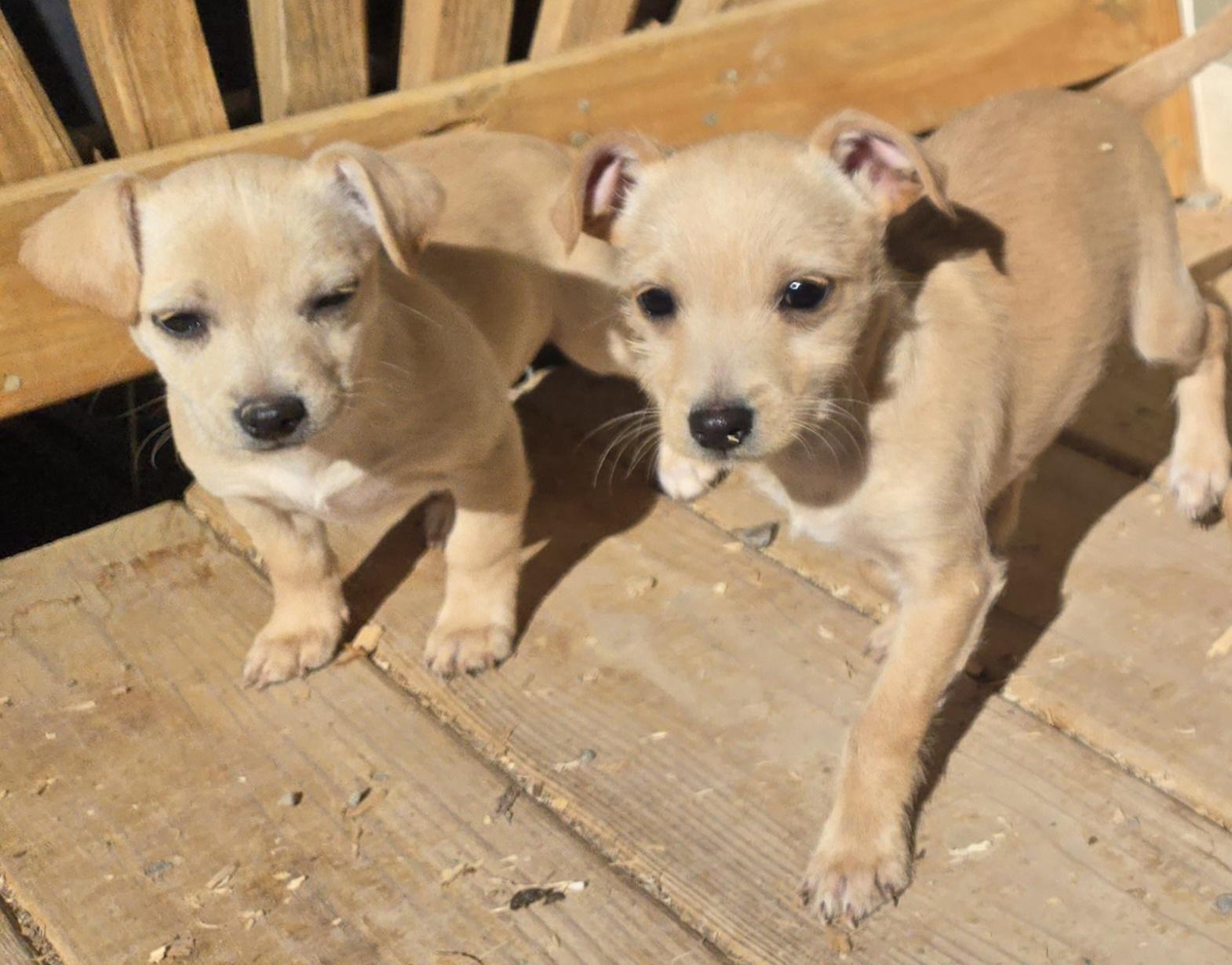 Enlarge **YAHTZEE, a ADOPTABLE mixed breed in Peralta, NM image 6/6
