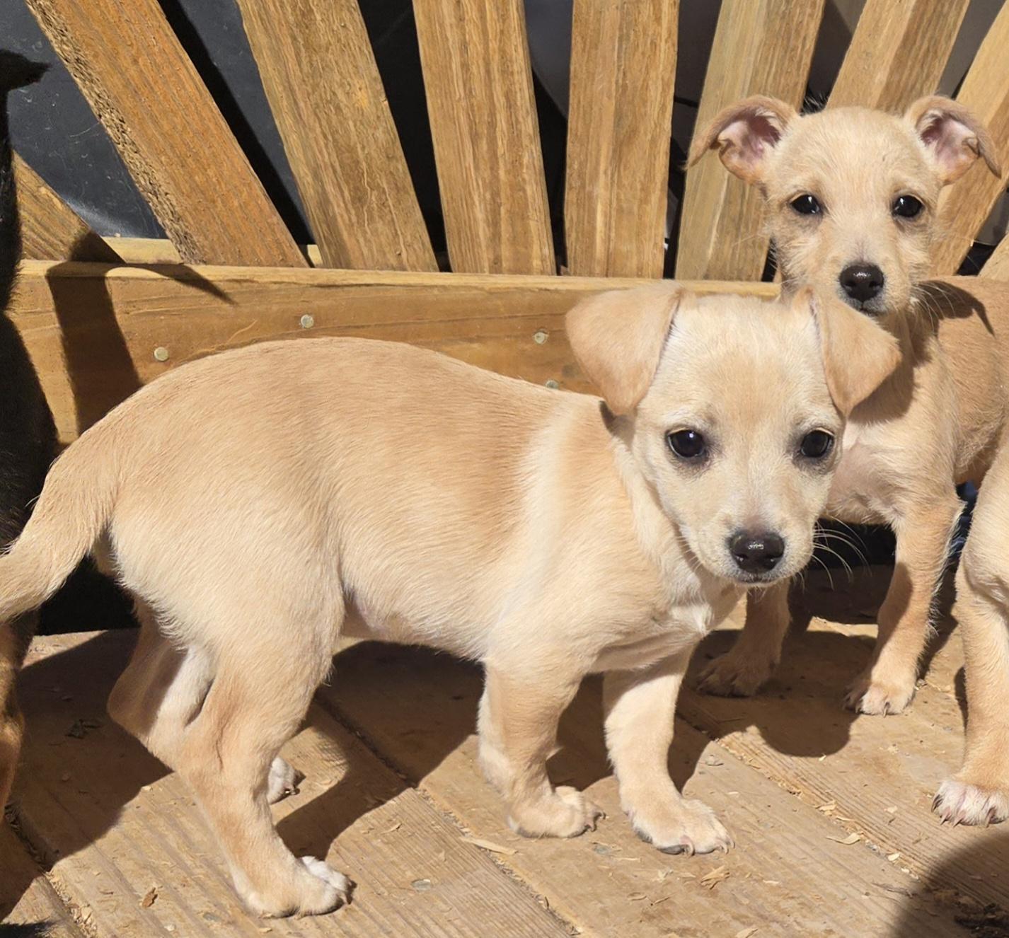 Enlarge **YAHTZEE, a ADOPTABLE mixed breed in Peralta, NM image 1/6