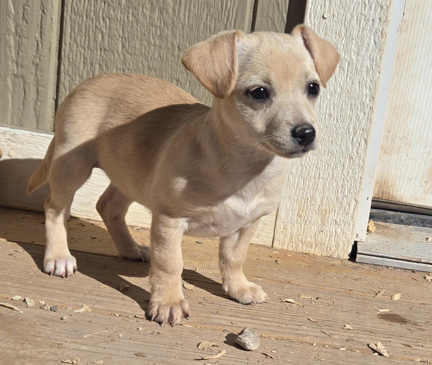 Enlarge **YAHTZEE, a ADOPTABLE mixed breed in Peralta, NM image 5/6