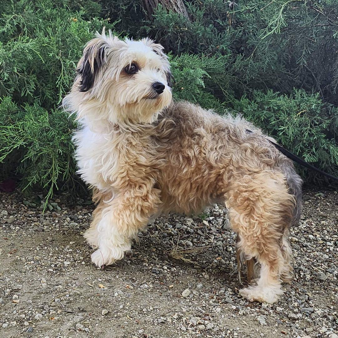 Zuzu, an adopted Shih Tzu in Burbank, CA image 4/6