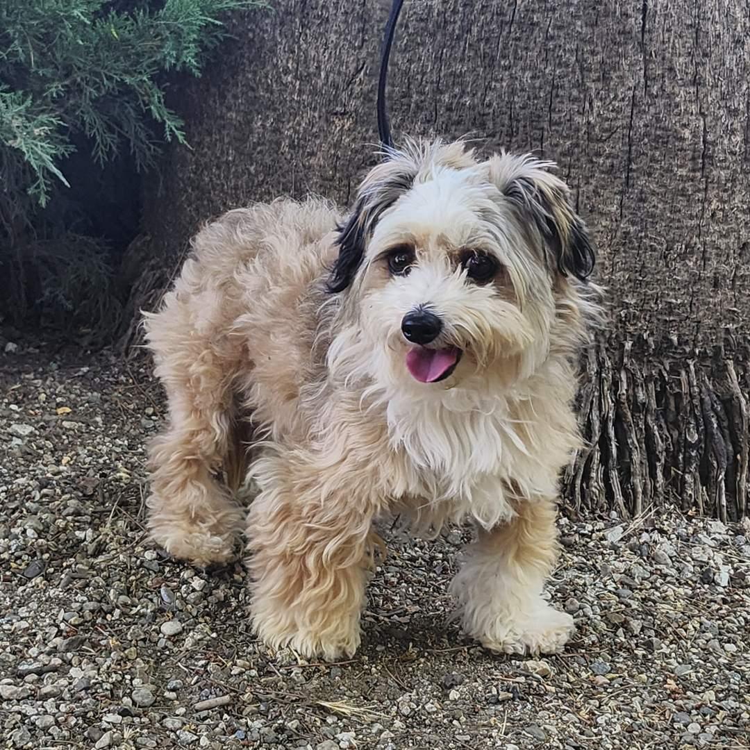 Zuzu, an adopted Shih Tzu in Burbank, CA image 5/6