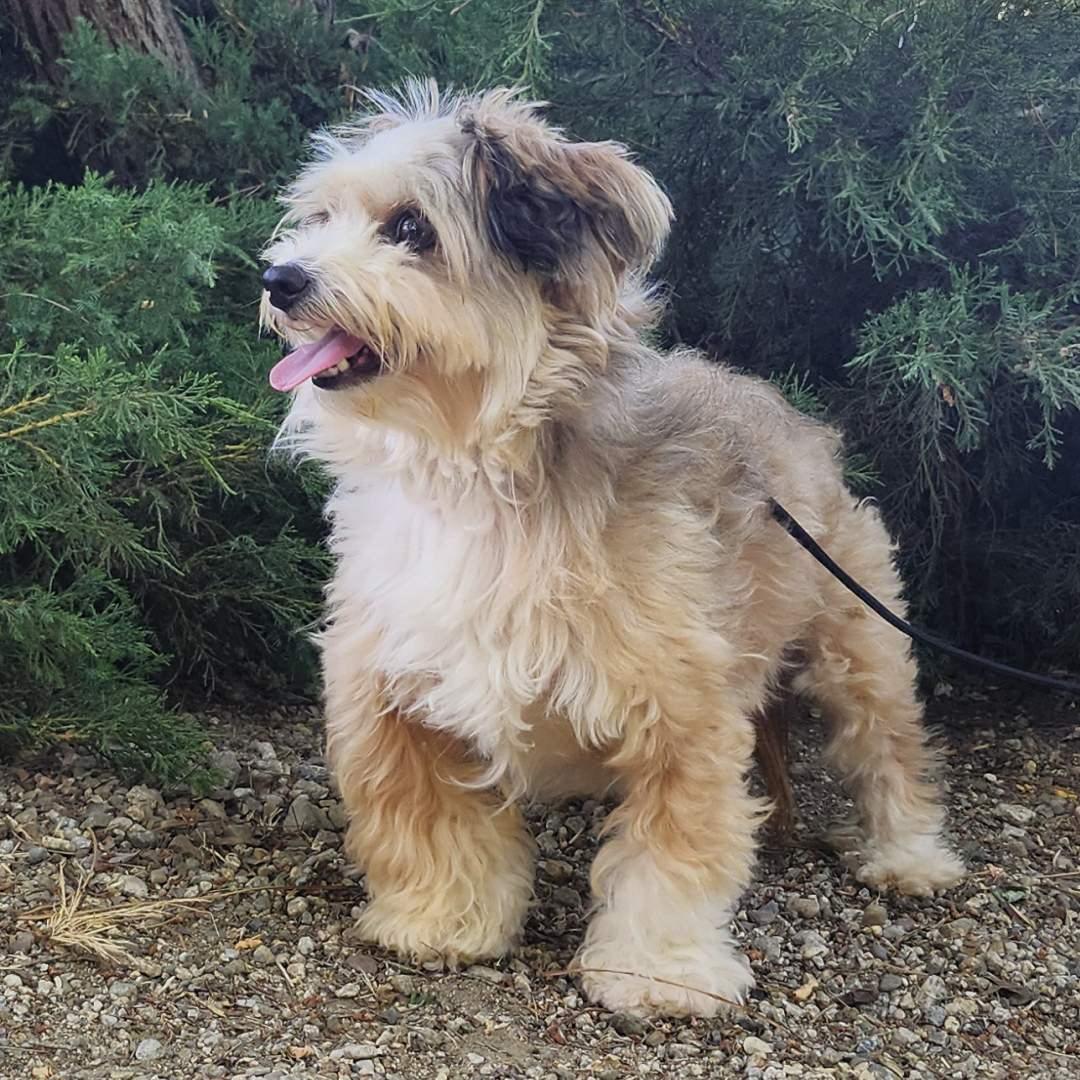 Zuzu, an adopted Shih Tzu in Burbank, CA image 3/6
