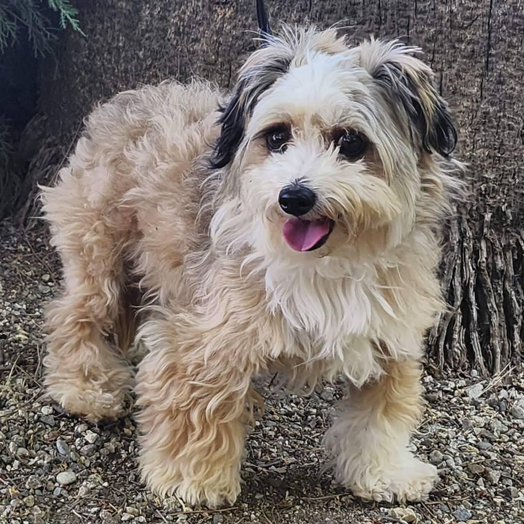 Zuzu, adopted, Adult Female Shih Tzu.
