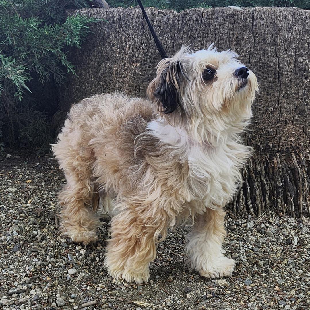 Zuzu, an adopted Shih Tzu in Burbank, CA image 6/6
