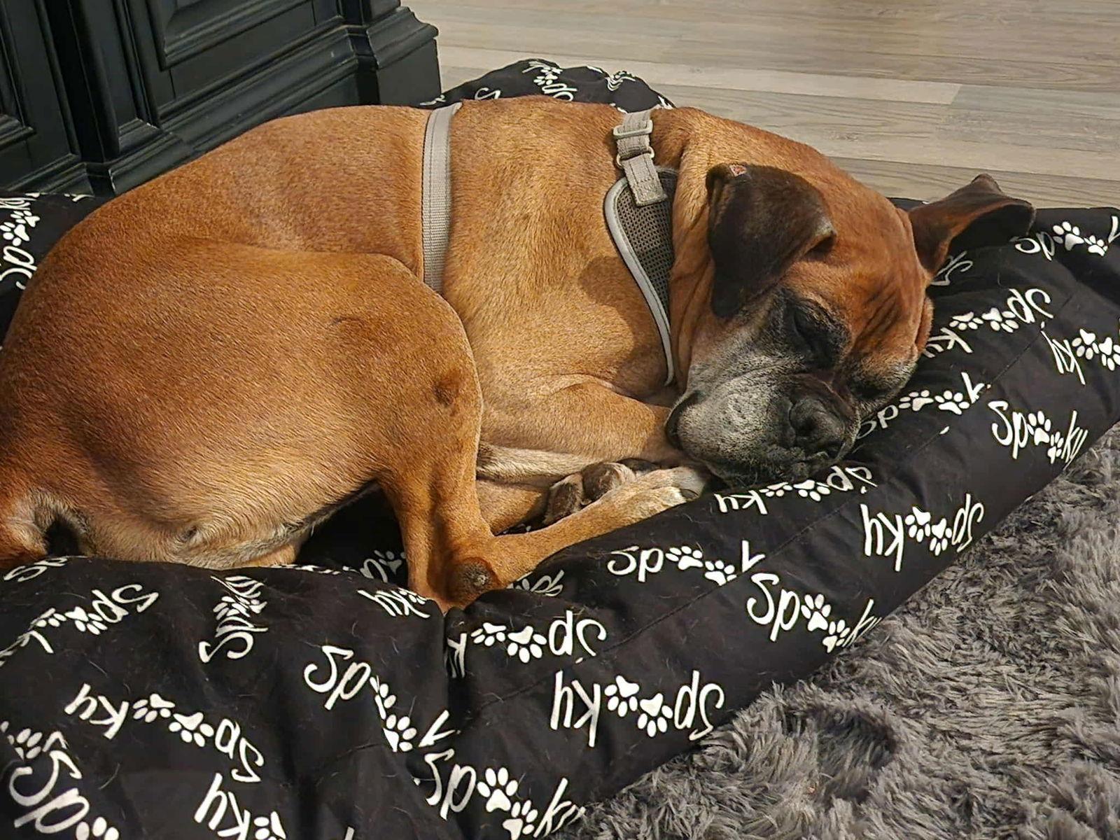 Buster, Adopted, Adult Male Boxer.