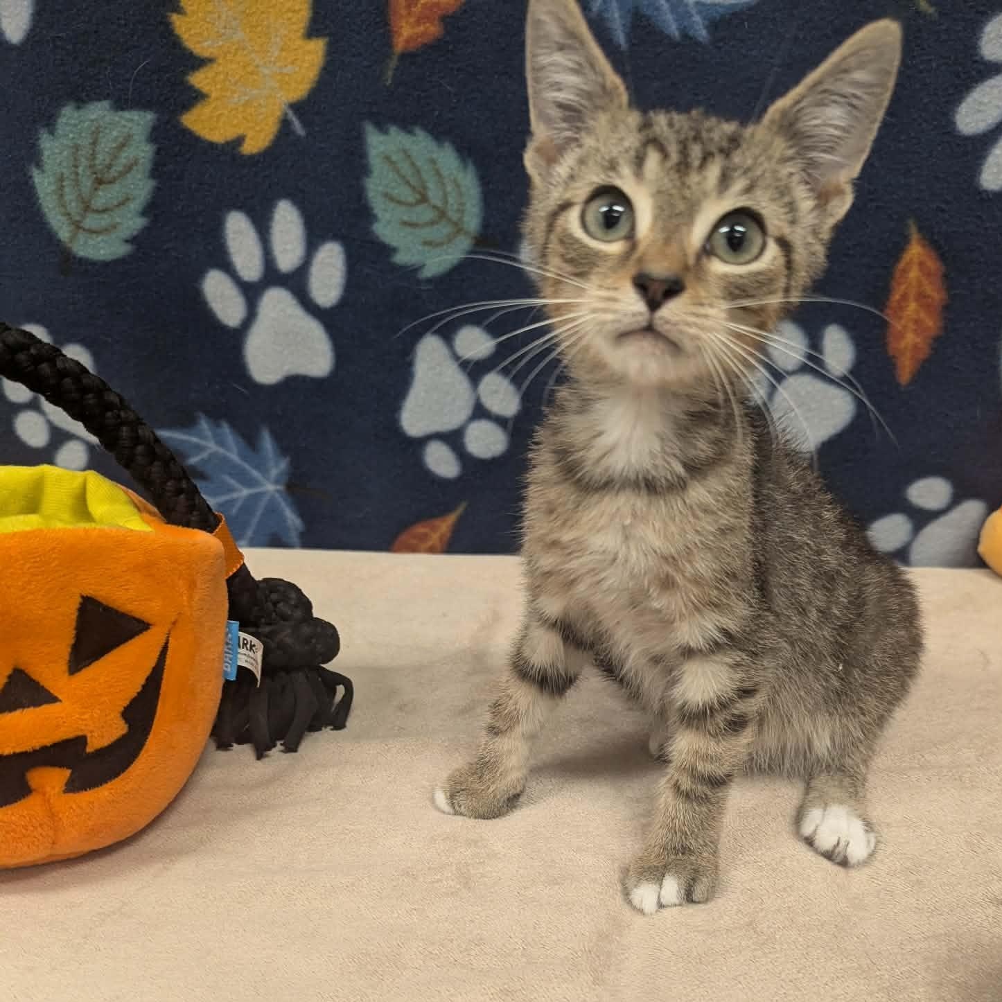 Suds, ADOPTABLE, Kitten Male Domestic Short Hair.