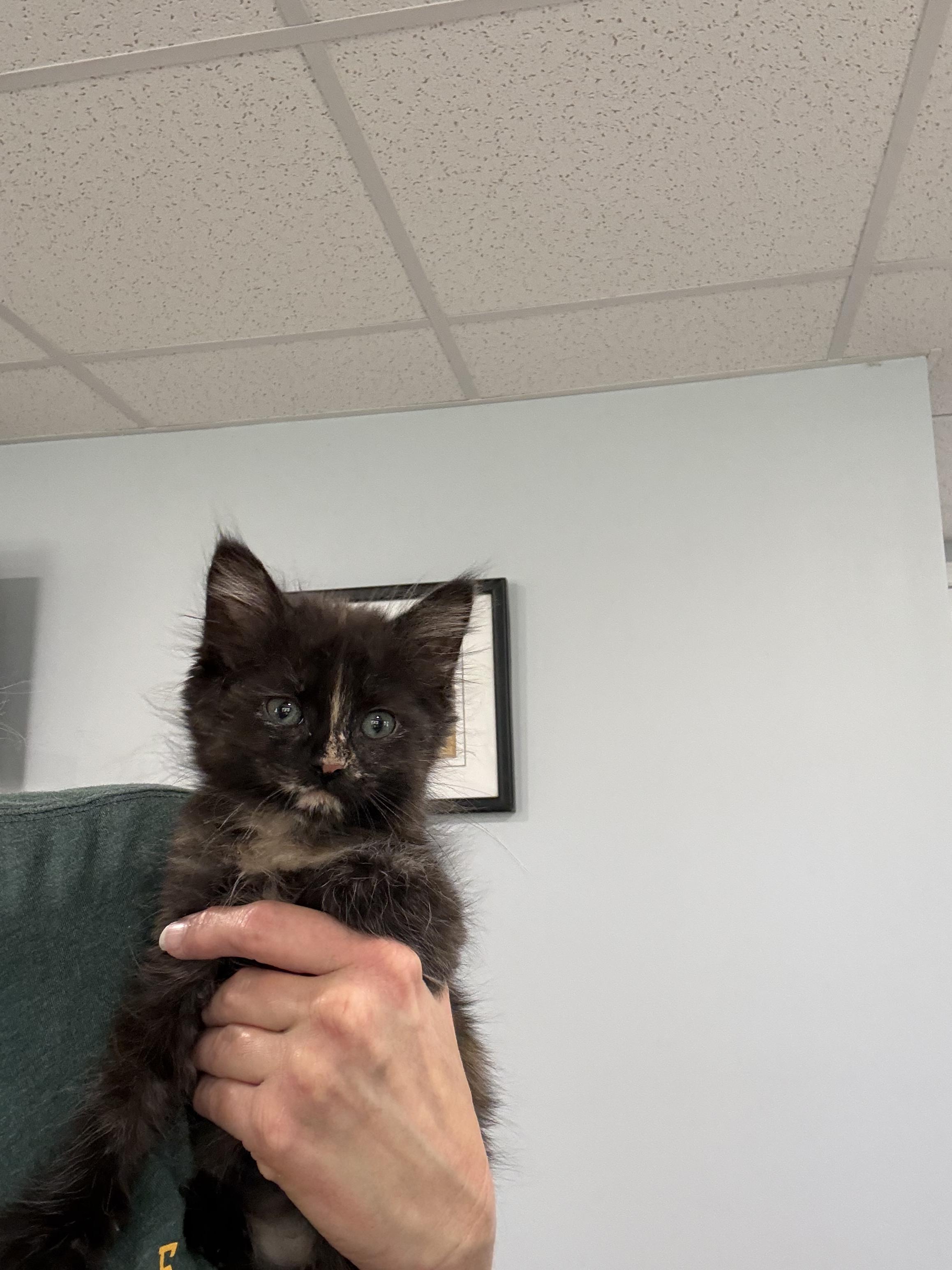 Flame 2026-353, Adopted, Kitten Female Domestic Long Hair.