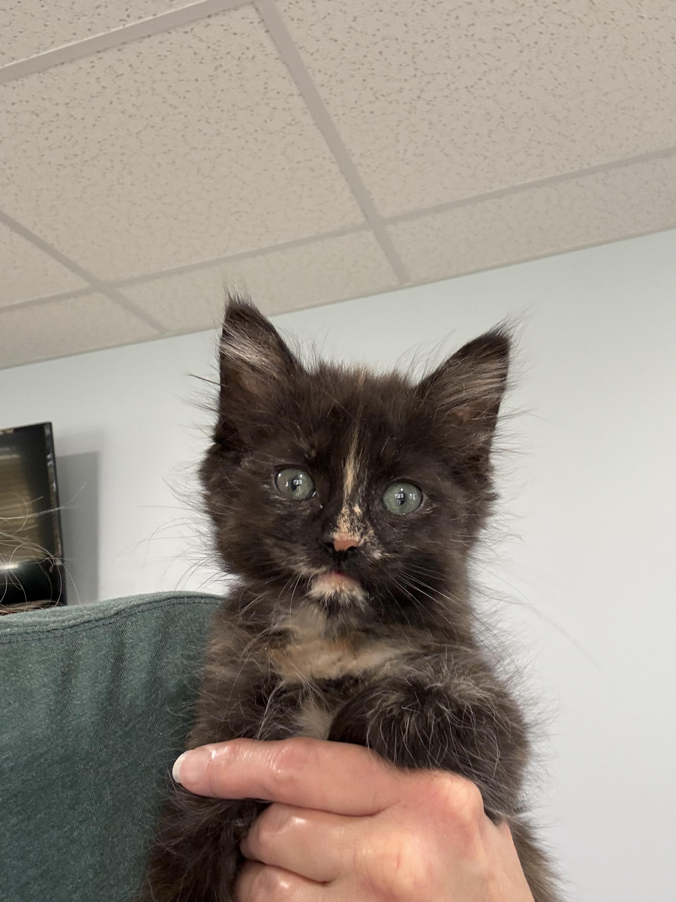 Enlarge Flame 2026-353, a Adopted mixed breed in Winder, GA image 3/6