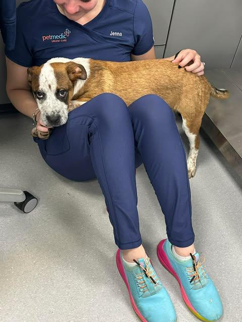 Enlarge Harris, a ADOPTABLE mixed breed in Billerica, MA image 3/3