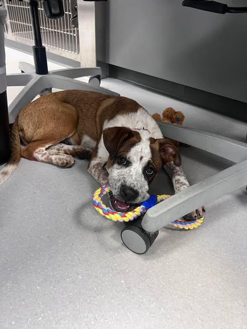 Enlarge Harris, a ADOPTABLE mixed breed in Billerica, MA image 2/3