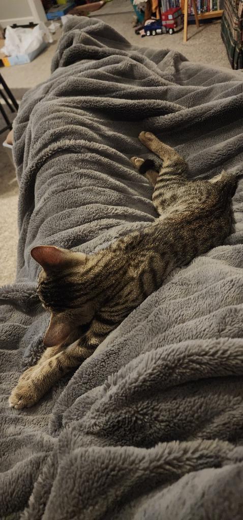 Enlarge Duffel, a Adoptable mixed breed in Evans, GA image 1/5