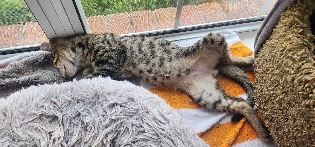 Enlarge Duffel, a Adoptable mixed breed in Evans, GA image 2/5