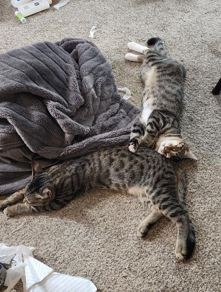 Enlarge Duffel, a Adoptable mixed breed in Evans, GA image 3/5