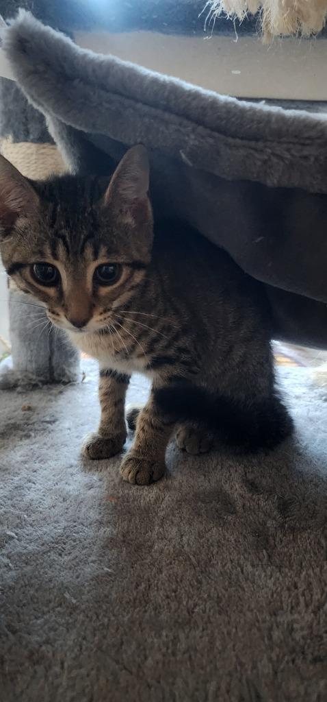 Enlarge Duffel, a Adoptable mixed breed in Evans, GA image 4/5