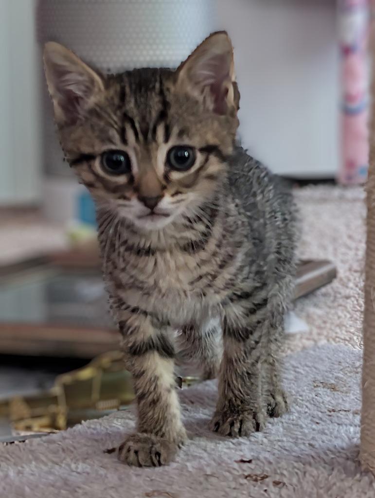 Enlarge Duffel, a Adoptable mixed breed in Evans, GA image 5/5