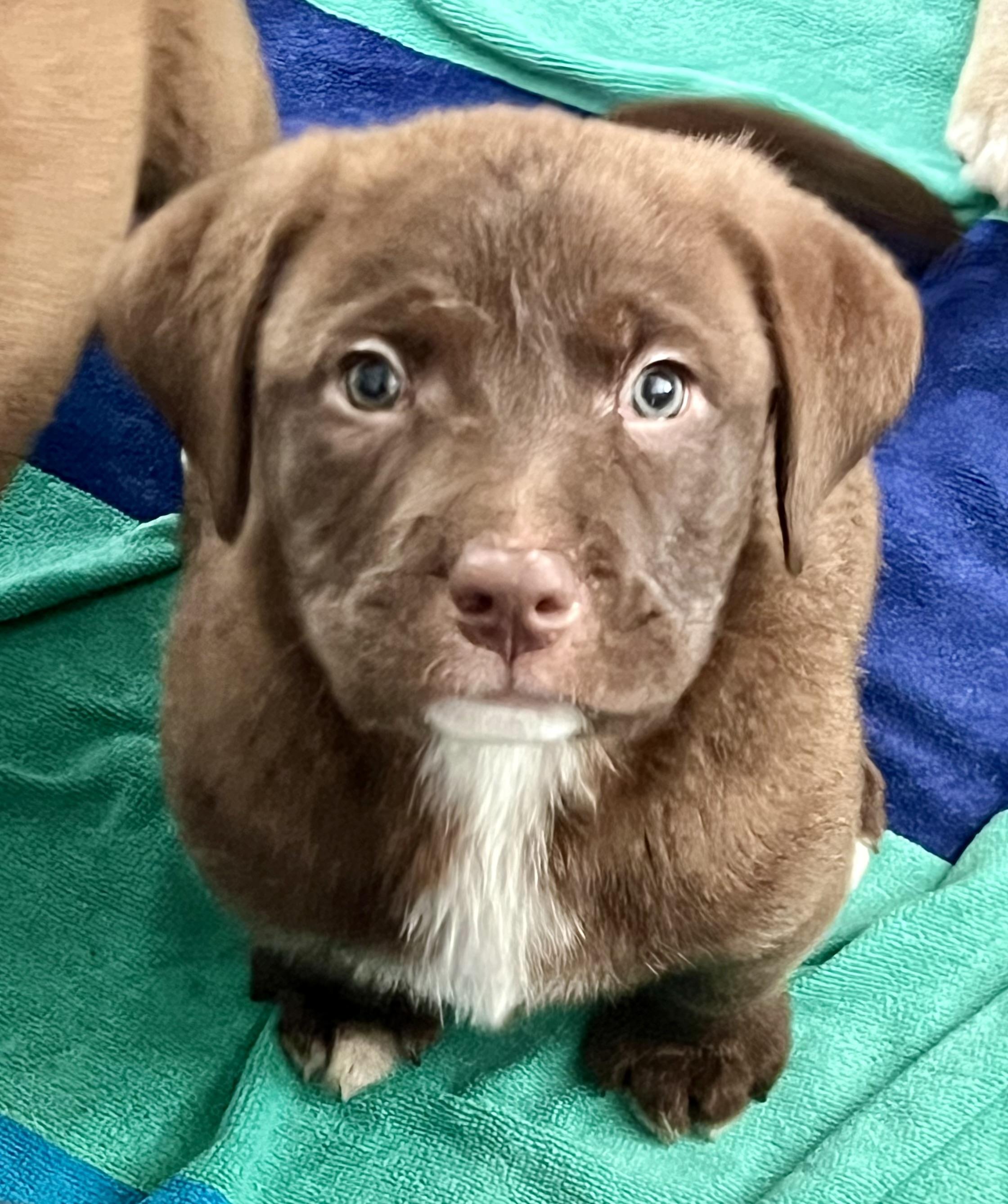 Enlarge Alvin, an adopted mixed breed in Mt Pleasant, SC image 3/6