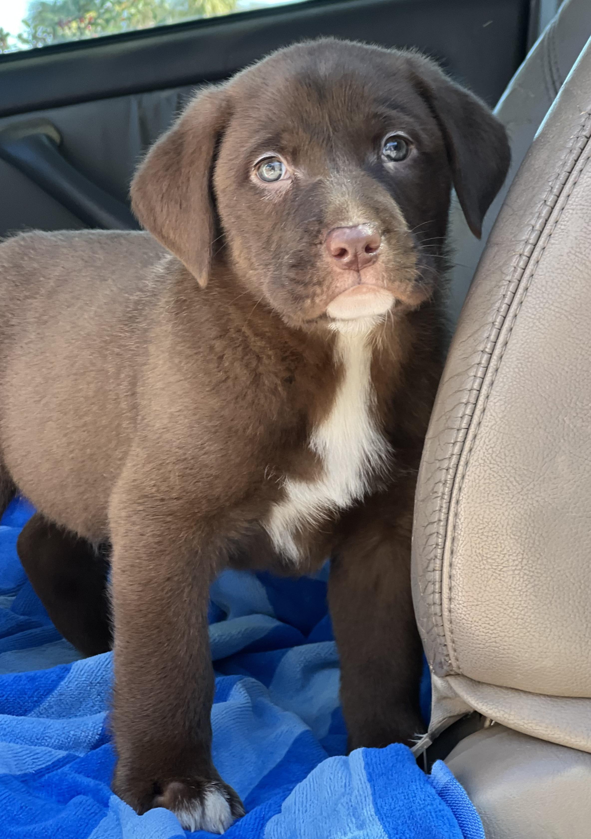 Enlarge Alvin, an adopted mixed breed in Mt Pleasant, SC image 5/6