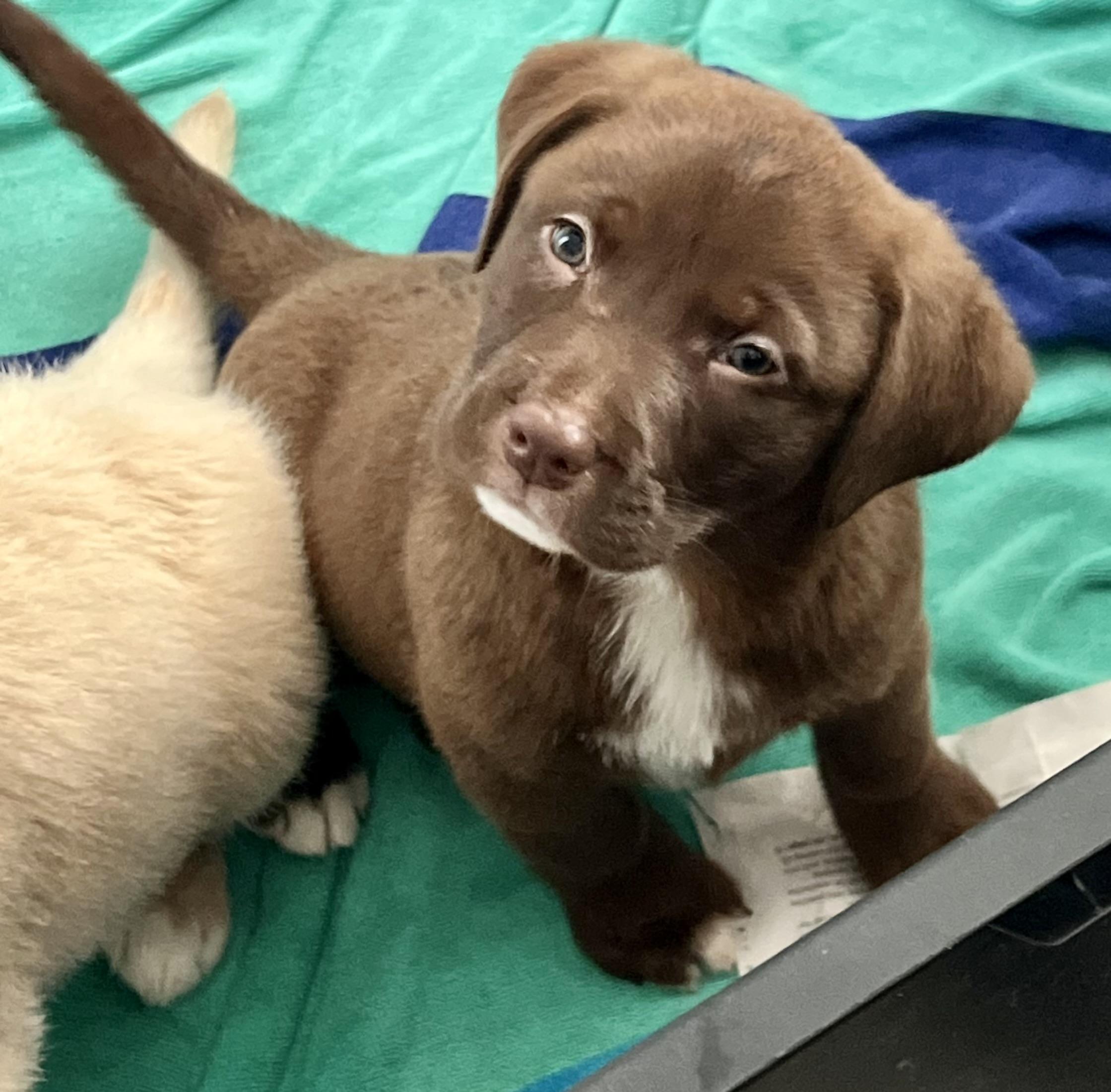 Enlarge Alvin, an adopted mixed breed in Mt Pleasant, SC image 4/6