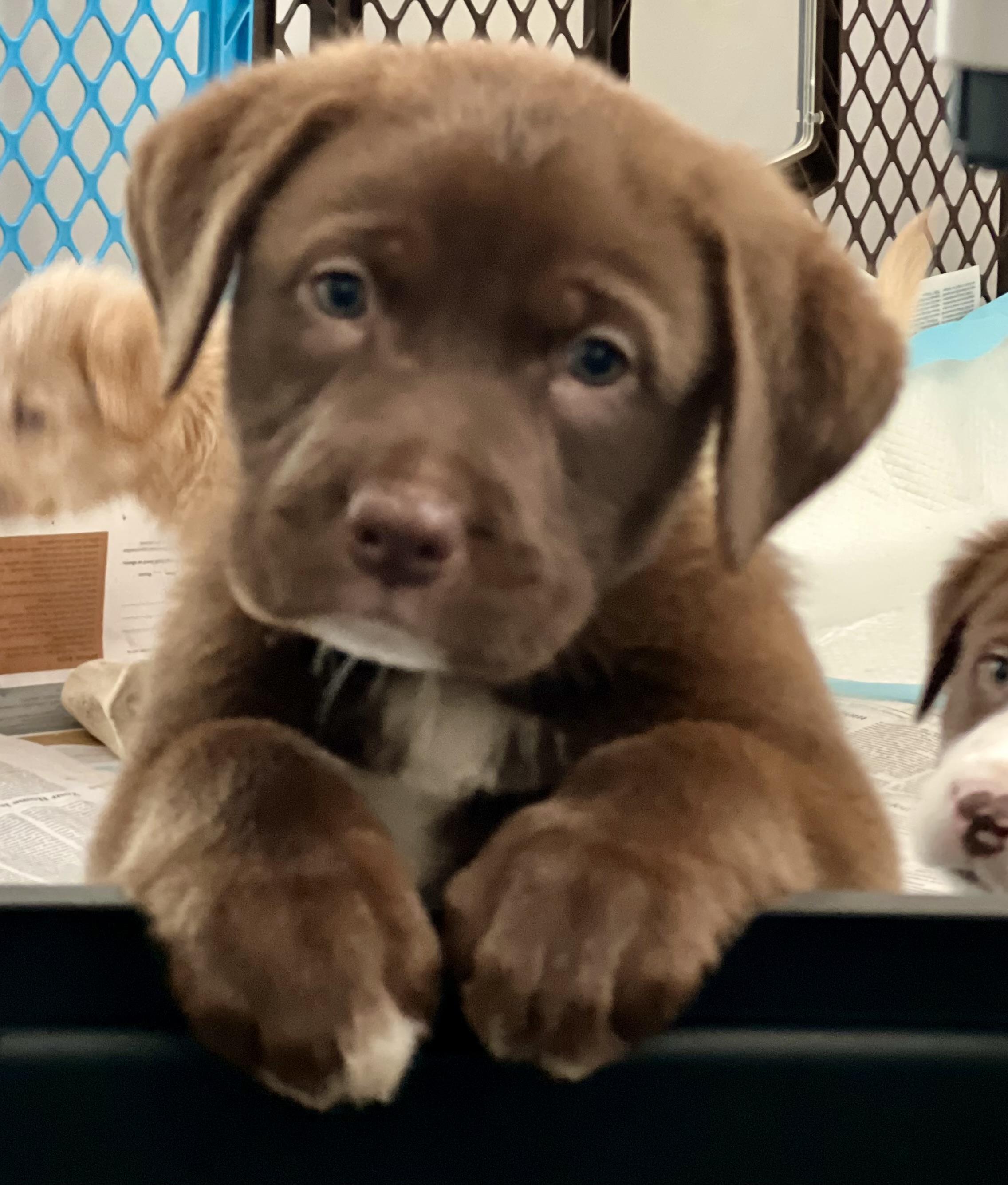 Enlarge Alvin, an adopted mixed breed in Mt Pleasant, SC image 1/6