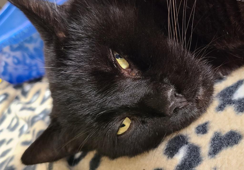 Goliath, Adopted, Adult Male Domestic Short Hair.