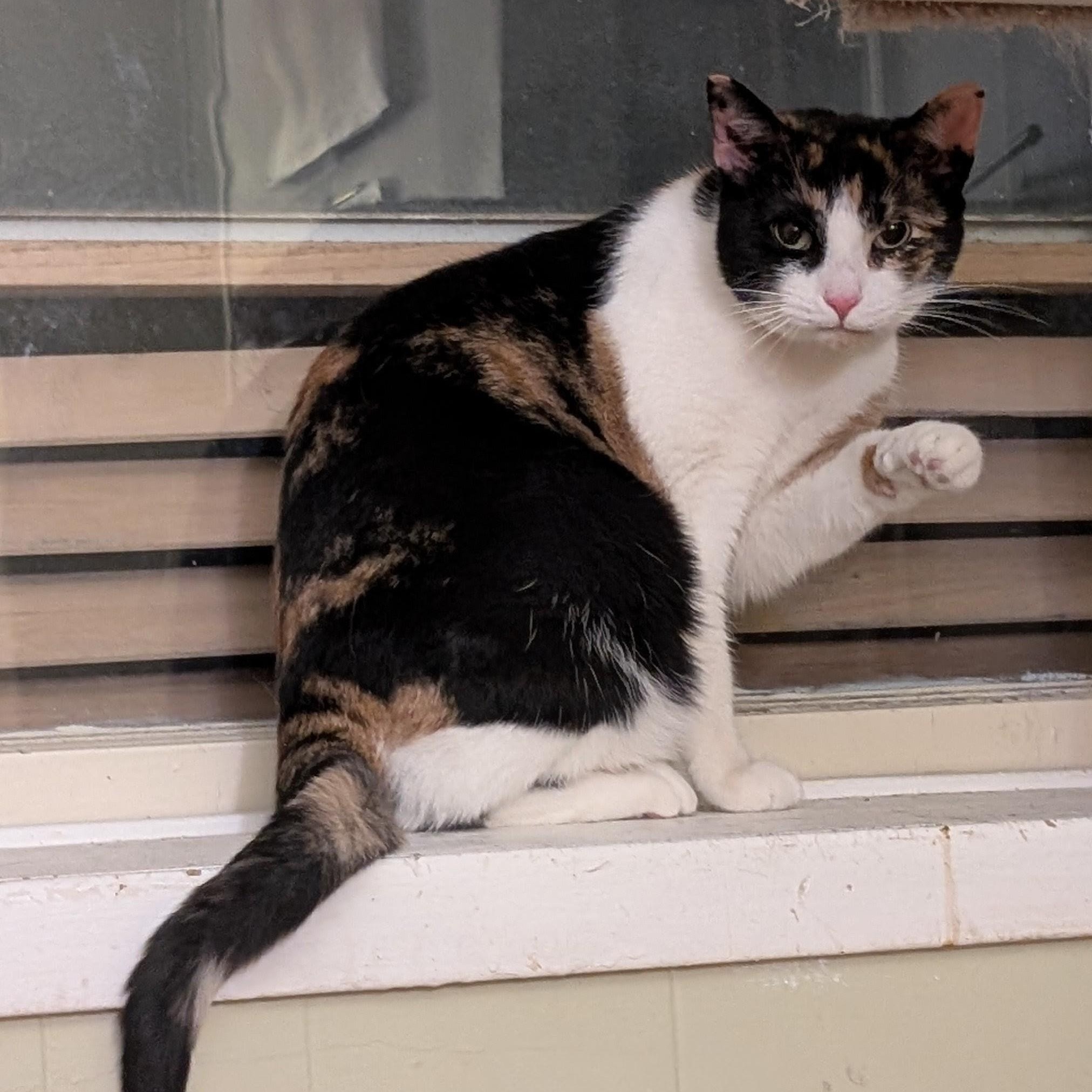 Annie, ADOPTABLE, Adult Female Domestic Short Hair.