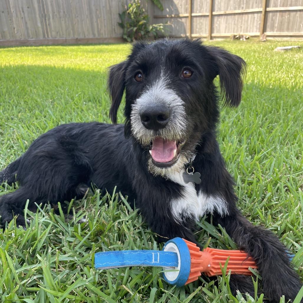 Bolto, Adoptable, Adult Male Schnauzer.